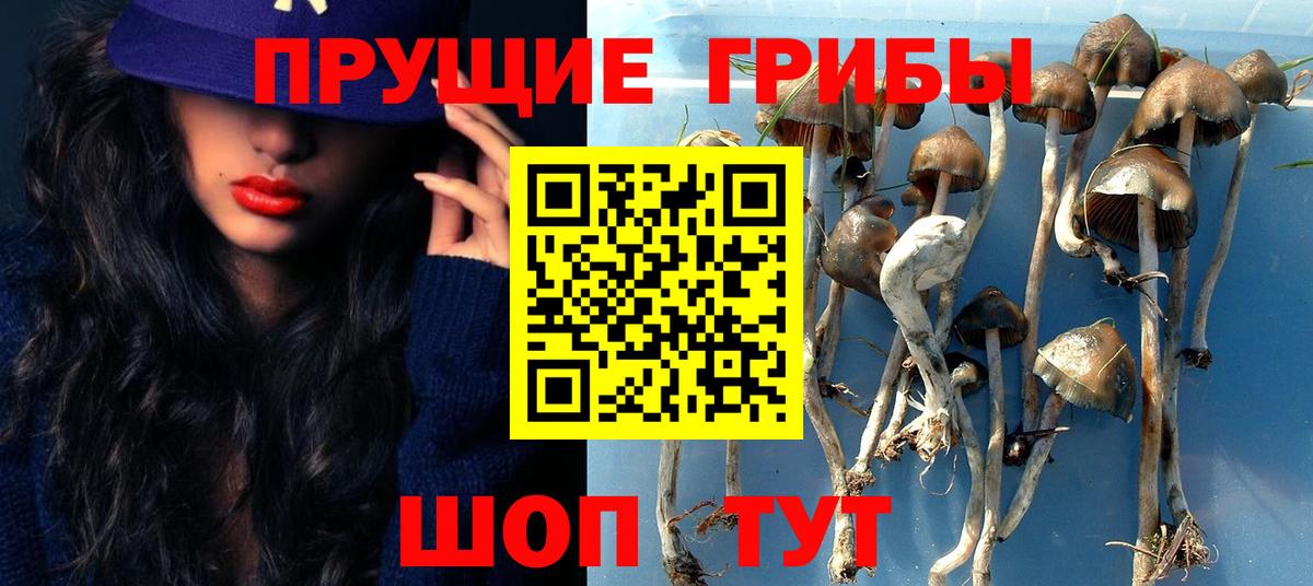 Псилоцибиновые грибы Cubensis Углич